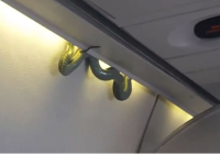 Snake on a Plane: Reptile Gives Passengers Mid-Flight Scare