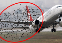 Bird strike resurgence poses challenge to airline operators
